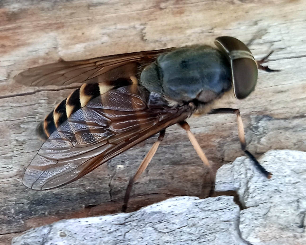 ukrbin.com//files/15/Tabanus_sp.__samitsya.jpg