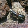 Camponotus herculeanus (Formicidae)