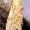 Чубатка гостроголова (Pterostoma palpina)