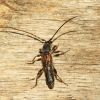 Molorchus schmidti (Cerambycidae)