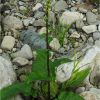 Дивина чорна. Коровяк чёрный. Verbascum nigrum (4)