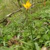 Tulipa sylvestris Тюльпан лісовий