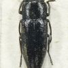 Sphenoptera irregularis Jakovlev, 1886