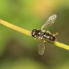 Paragus (Syrphidae)