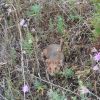European hamster in nature