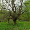 Верба ламка. Ива ломкая. Salix fragilis
