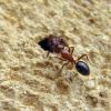 Camponotus lameeri (Formicidae)