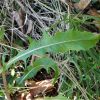 Цикорий обыкновенный. Цикорій звичайний. Cichorium intybus