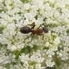 Formica cunicularia (Formicidae)