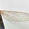 Odus elachypteryx