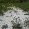 Brassica elongata subsp. integrifolia (Boiss.) Breistr.