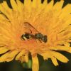 Cerceris sabulosa (Crabronidae, Hymenoptera)