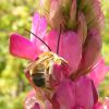Eucera (Apidae)