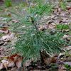 Кедр європейський. Сосна кедровая европейская. Pinus cembra