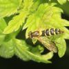 Spherophoria (Syrphidae, Diptera)