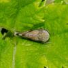 Fieberiella (Cicadellidae)