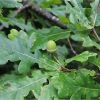 Дуб черещатий. Дуб чересчатый.  Quercus robur (3)