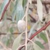 Elaeagnus angustifolia - маслинка вузьколиста