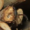 Gasteruption (Gasteruptiidae, Hymenoptera)
