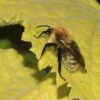 Bombus (Apidae)