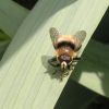 Merodon (Syrphidae)