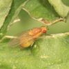 Sapromyza (Lauxaniidae)