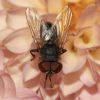 Elomya lateralis (Tachinidae, Diptera)