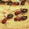Camponotus lameeri (Formicidae, Hymenoptera)