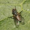 Muscidae (Diptera)