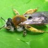 Андрена червонохвоста (Andrena haemorrhoa)