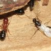Camponotus lameeri (Formicidae, Hymenoptera)