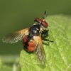 Gymnosoma (Tachinidae, Diptera)