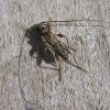 Molorchus pallidipennis (Cerambycidae)