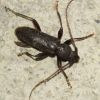 Trichoferus campestris (Cerambycidae)