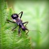 Мисливець мураховидний (Himacerus mirmicoides)