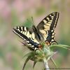 Papilio machaon siriacus