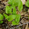 Веснівка дволиста. Майник двулистный. Maianthemum bifolium