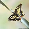 Papilio machaon siriacus