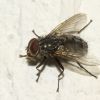 Muscidae (Diptera)