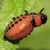 Leptinotarsa decemlineata, larva (Chrysomelidae)