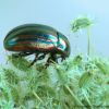 Chrysolina cerealis
