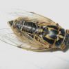 Cicadatra platyptera
