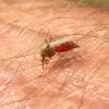 Aedes (Culicidae)