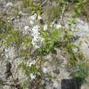 Galium triandrum=Asperula tinctoria subsp. tinctoria