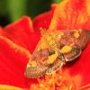 Pyrausta aurata (Crambidae, Lepidoptera)