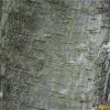 Горобина звичайна. Рябина обыкновенная. Sorbus aucuparia