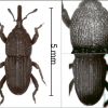 Sitophilus kakourisi Alziar et Colonnelli, 2009 (holotype)