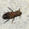 Ontholestes murinus (Staphylinidae)