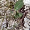 Anthyllis vulneraria subsp. boissieri