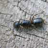 Camponotus herculeanus (Formicidae)